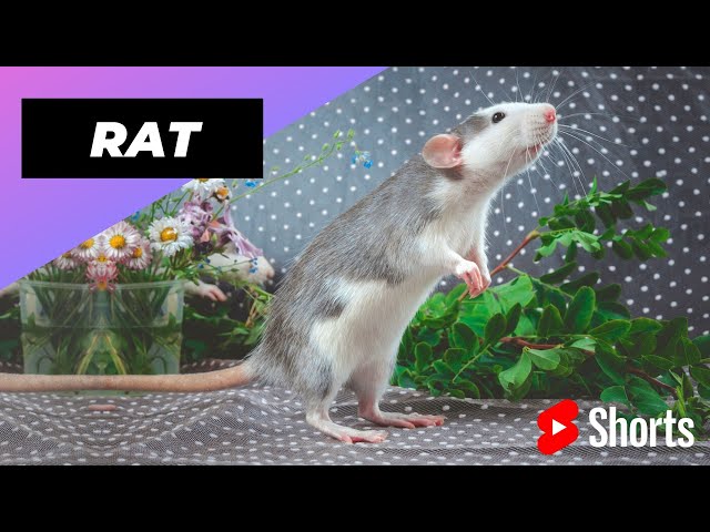 Rat 🐀 One Of The Most Intelligent Animals In The World #shorts class=