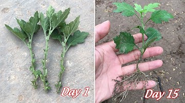 Cách nhân giống hoa cúc bằng cát cho người thích trồng hoa | trồng hoa cúc từ cành