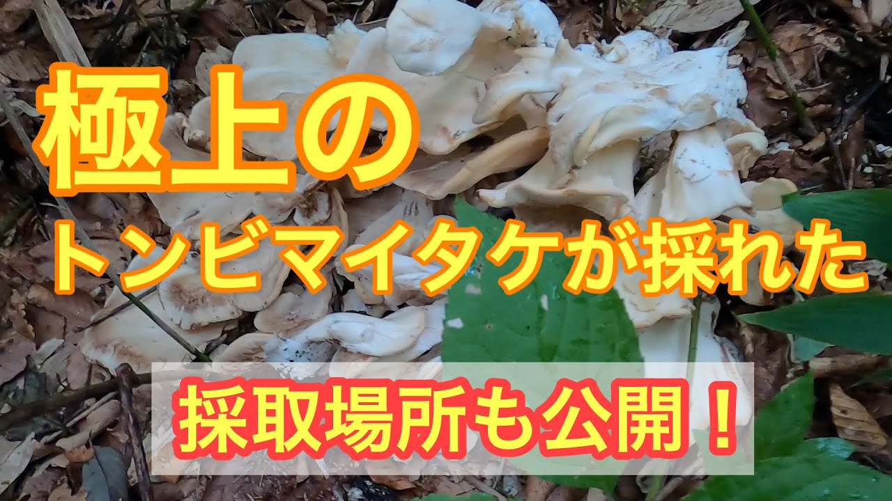 極上のトンビマイタケ(トビタケ)採れた！ - YouTube