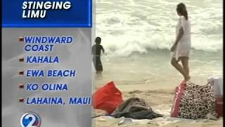 Mysterious seaweed causes beachgoers to break out in rash