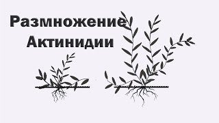 Как размножить Актинидию. Формирование отводка.