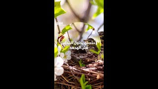 متسلل يحاول اقتحام عش الهدهد