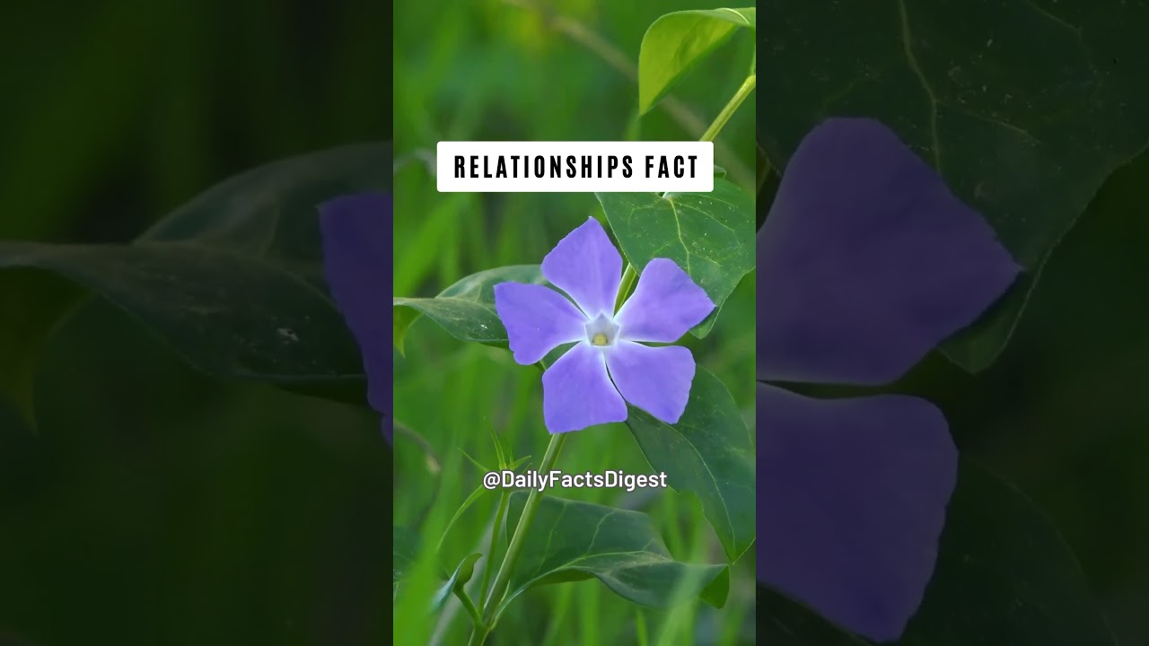 In the quiet moments of togetherness... | Relationship Fact 👫 | 