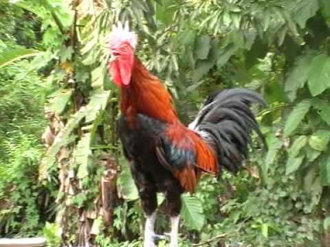 AYAM KETAWA DANGDUT 