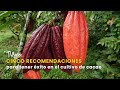 Cinco recomendaciones para tener éxito en el cultivo de cacao - TvAgro por Juan Gonzalo Angel