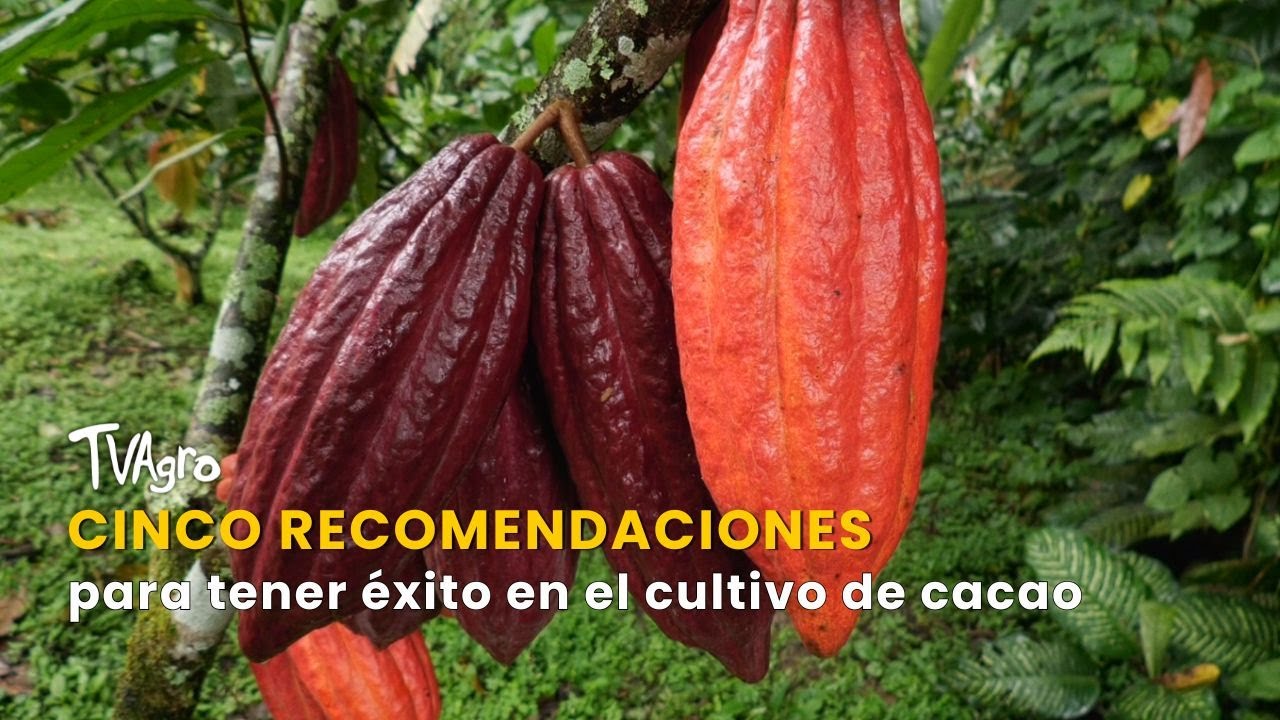 Cinco recomendaciones para tener éxito en el cultivo de cacao - TvAgro por Juan Gonzalo Angel