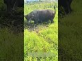 角で地面を削る！：牛の「草刈り」が生んだ意外な知恵