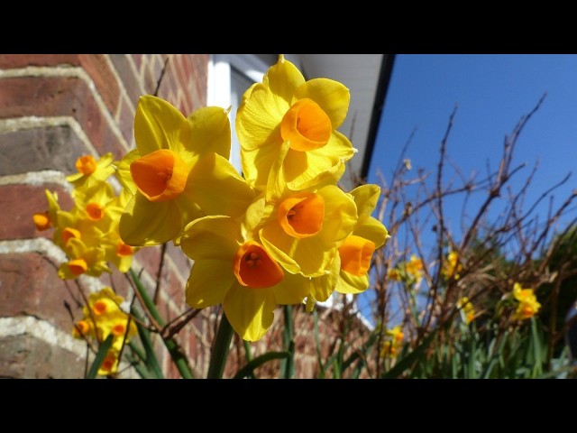 Tring Team Parish - 10am 15th March - Mothering Sunday