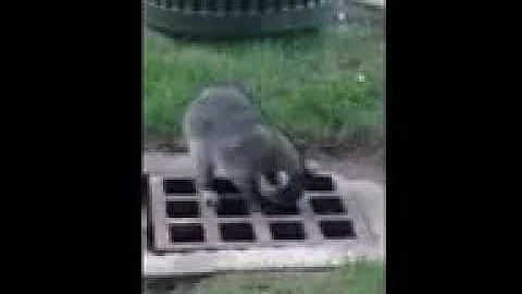 Crazy raccoon slides