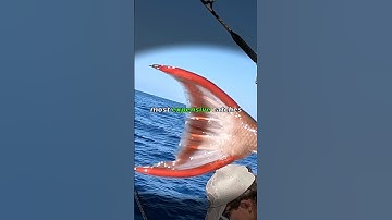 Top 5 most expensive catches #fishing #fish #bluefintuna