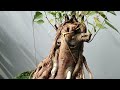 @Living_ganesha_Peepalbonsai