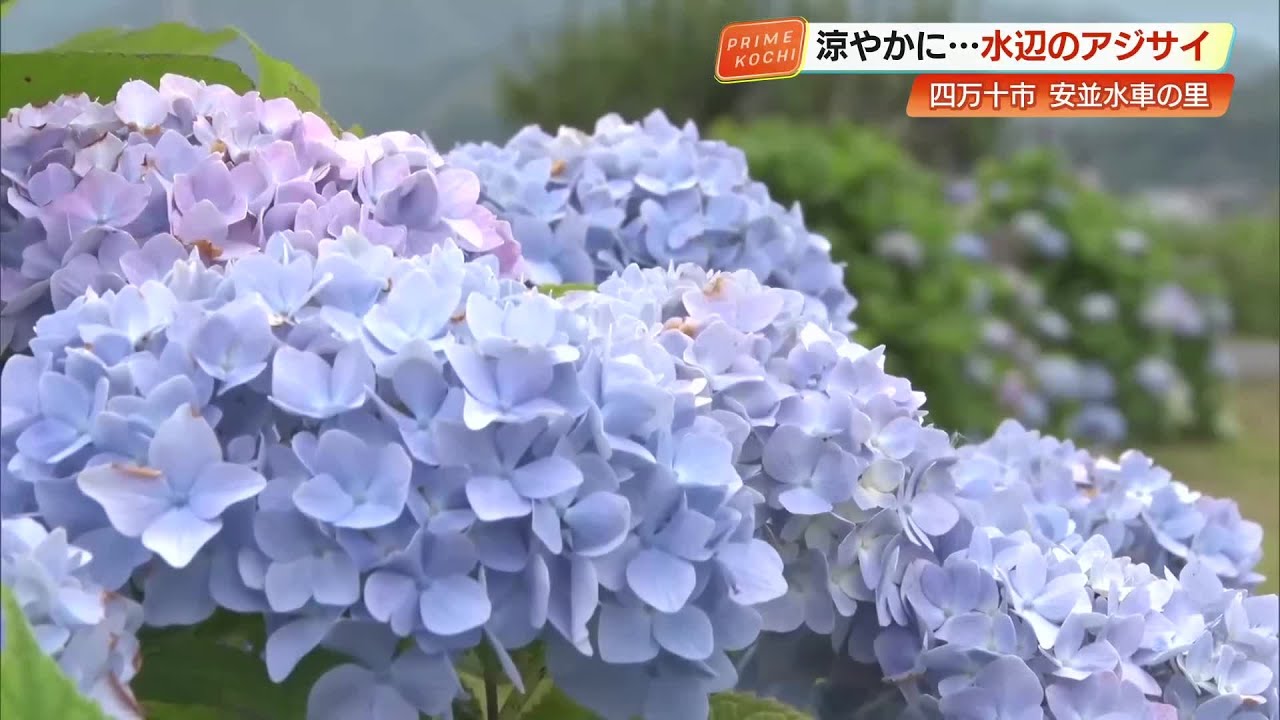 見頃例年より1週間ほど遅く》「安並水車の里」のアジサイ 梅雨入りは