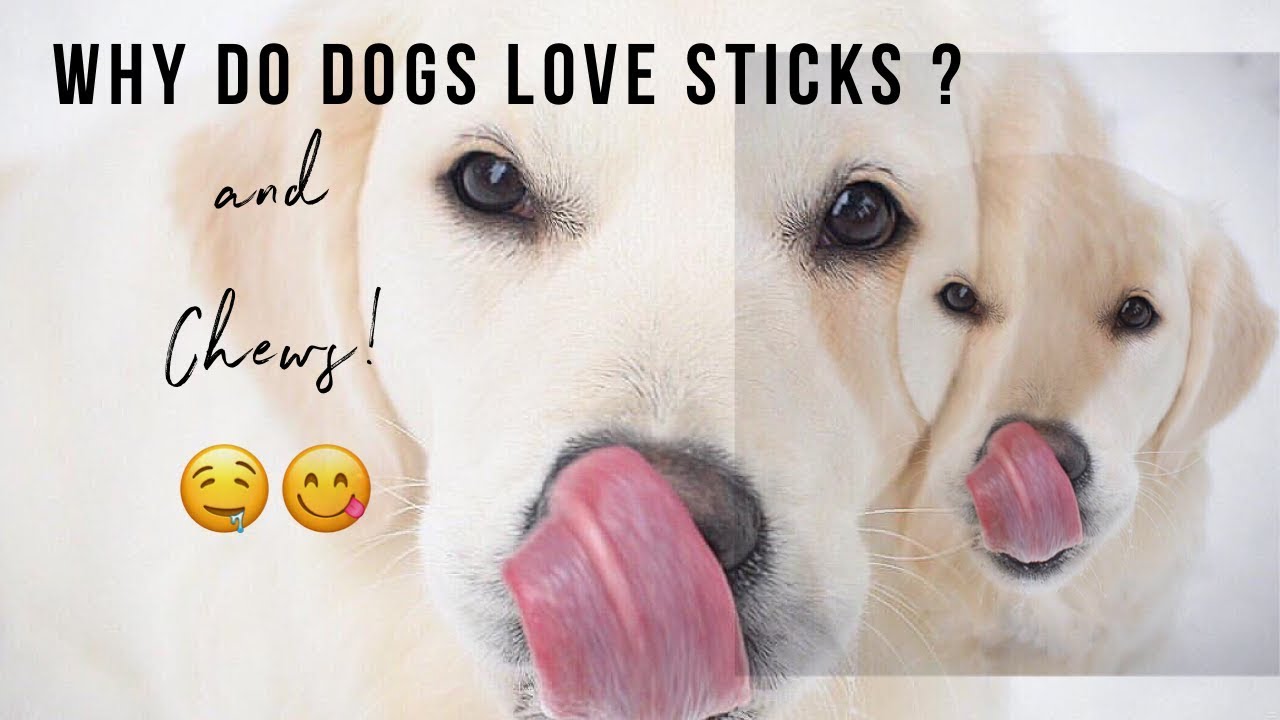 Why Dogs Love Sticks YouTube