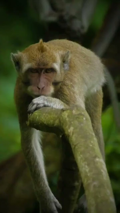 liar mongkey #hakimbiasa #quotes #monkey #alassimpenan repost Luqman hakim wijaya