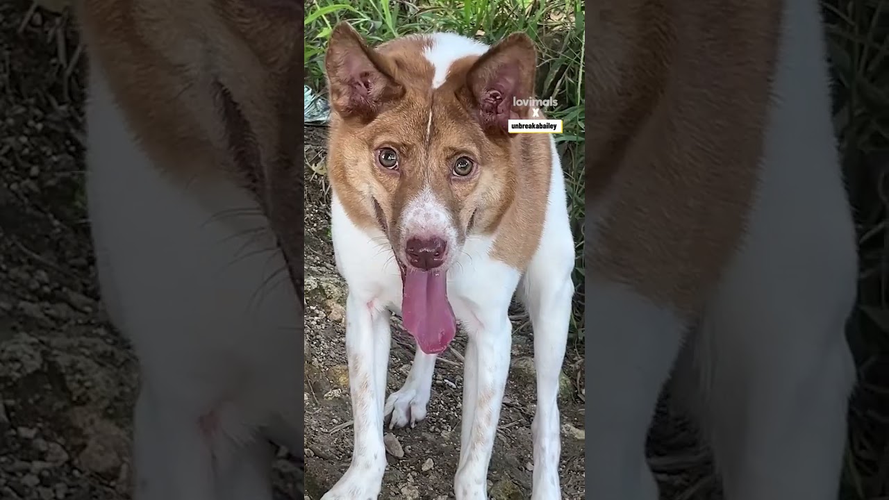 У моей собаки синдром короткого позвоночника 🐾 ❤️