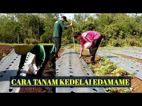 Cara Pupuk Edamame