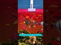 Artemia Fish Food Cubes | Cục artemia dễ cho ăn, giúp cá khỏe  và đẹp màu #aquarium #fishtank