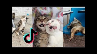 Cats being  CATS 😼 Tiktok Compilation! by Blank Namer 214 views 4 years ago 5 minutes, 7 seconds