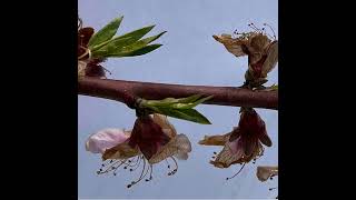 Season 6, Episode 6 - Damage to Blossoms and Disease Pressure