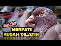Ciri-ciri merpati mudah saat Dilatih