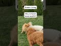 Eco-Friendly Pet Care Tips | Sustainable Dog Hacks-Eco Tips for Dog Owners | GoEcoPaw Hacks
