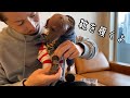 犬靴を履いてお散歩にいこう ～愛犬の肉球保護～