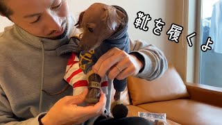 犬靴を履いてお散歩にいこう ～愛犬の肉球保護～