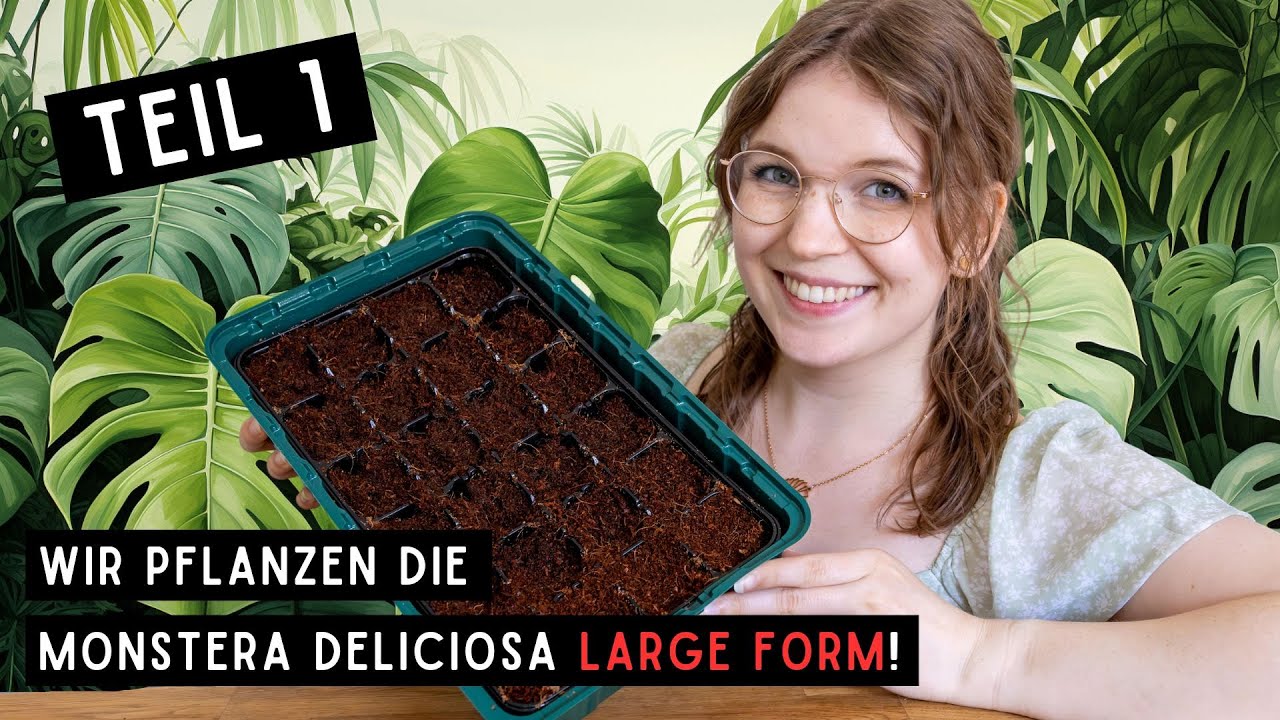 "Monstera deliciosa large form" aus Samen von Variegata.de ziehen (+einige  andere Samen ) - Teil 1