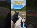 A villager disguised as a black bear to scare tourists