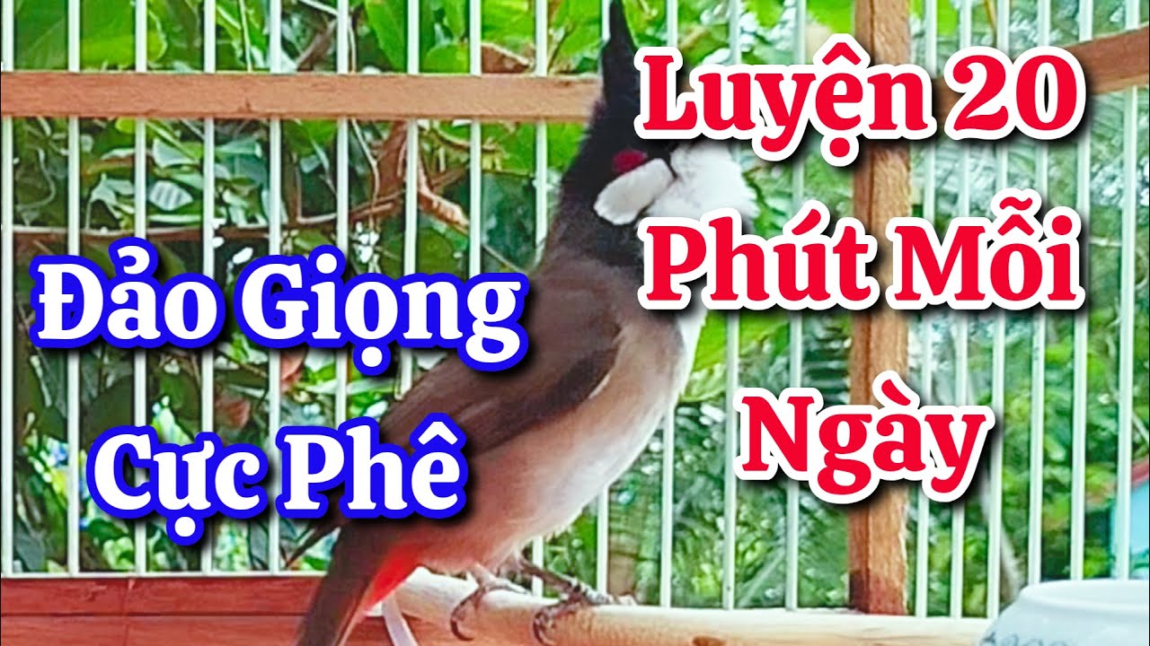 chào mào hót sáng kích bổi - luyện giọng hay ép bổi sổ bọng và căng lửa - chào mào hót đấu
