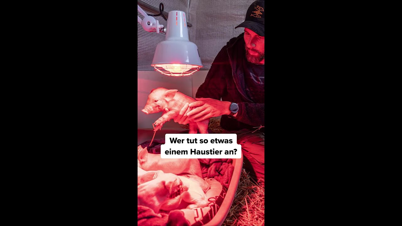 Hunderttausende HAUSTIERE ausgesetzt – in Deutschland! 🤬