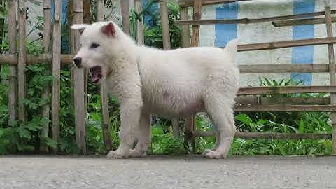 CÁI TRẮNG TUYẾT MỘT MÀU MÓNG HỒNG, NẶNG GẦN 4 KG - Chó H