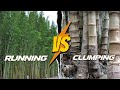 Is It Invasive or Not?  Running vs. Clumping Bamboo