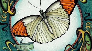 Hey Color App Butterfly Collection 03 #paintbynumbers #colorwithme #coloring #relaxing #spring