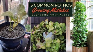 13 Common Pothos Growing Mistakes Everyone Must Avoid