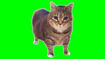 @XertXetinOfficial - OIIA OIIA (Spinning Cat)