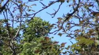 B-17 Flying Fortress: Fly-By