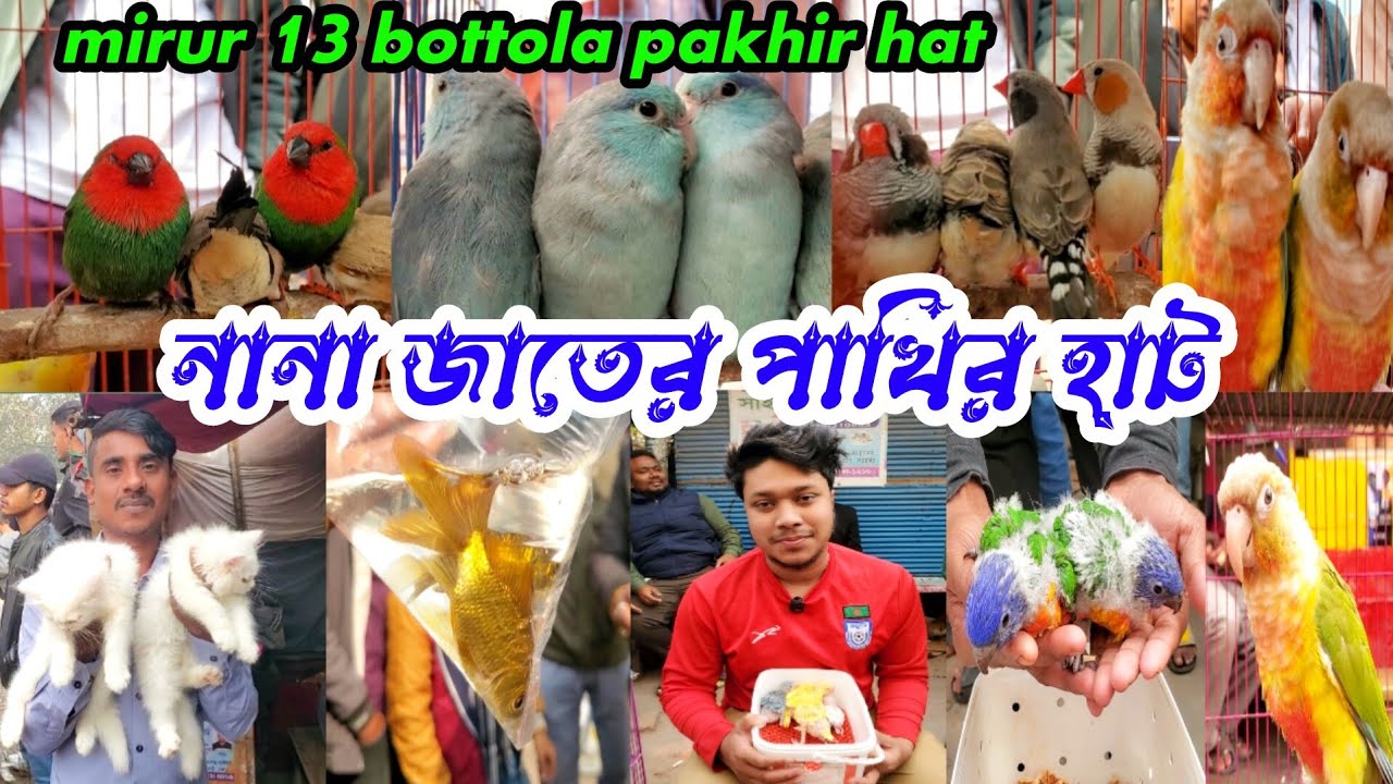 নানা জাতের পাখির হাট | 200-300 taka damer pakhir hat | mirpur 13 bottola pakhir hat | pakhir dordam