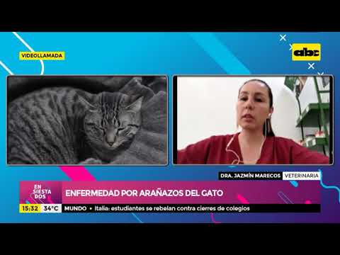 Video: ¿Pueden los arañazos del gato dar erupciones a los perros?