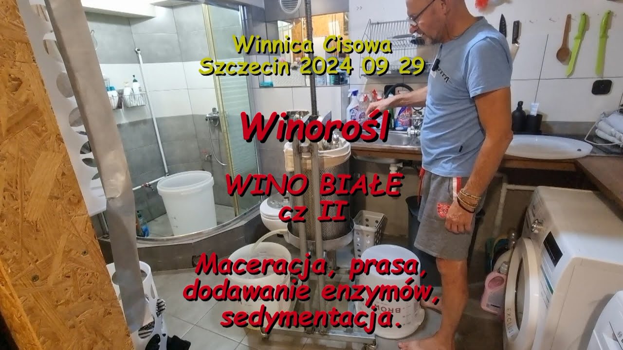 WINOROŚL - WINO BIAŁE cz. II (prasowanie) - Winnica Cisowa 2024 09 29