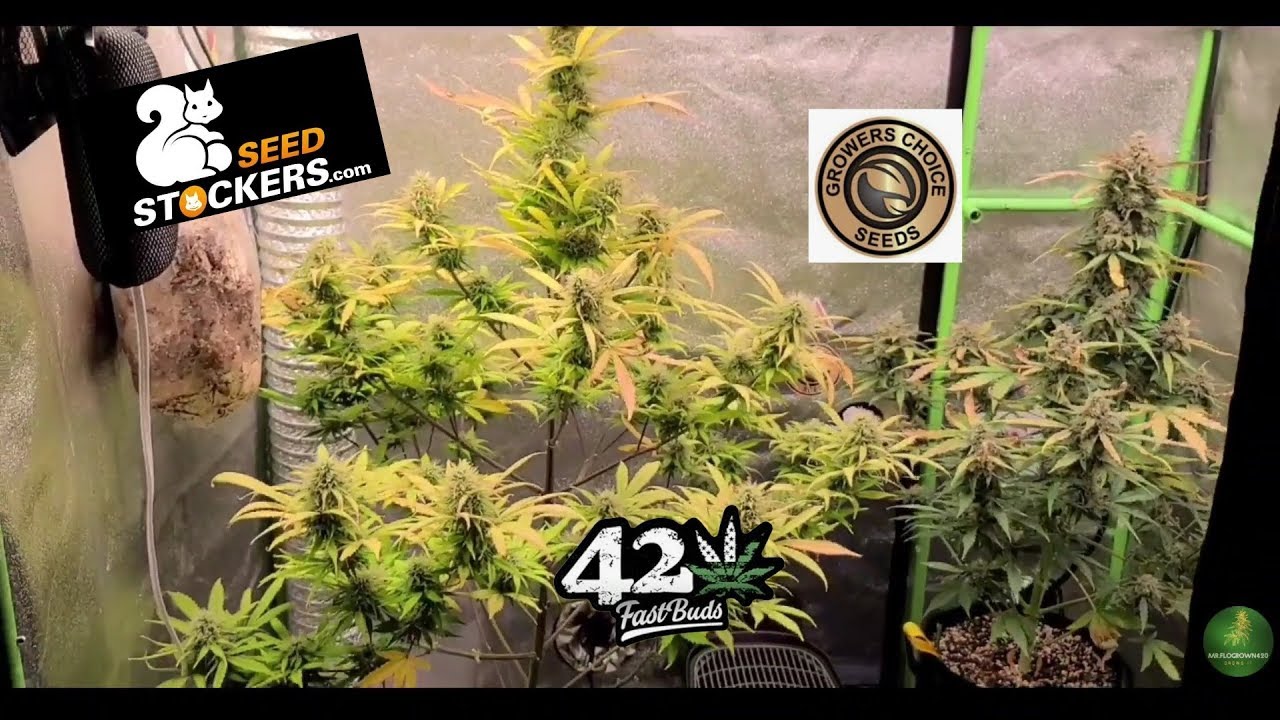 Autoflower grow journal. Quick tent run down. Average dude showing his average grow. Organic grow.