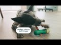 WOOF BullySafe and Bully Sticks Nutritious Chew Sticks