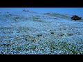 圧巻！ネモフィラの海！『ひたち海浜公園』丘一面に広がるブルーの花々！茨城県・ひたちなか市