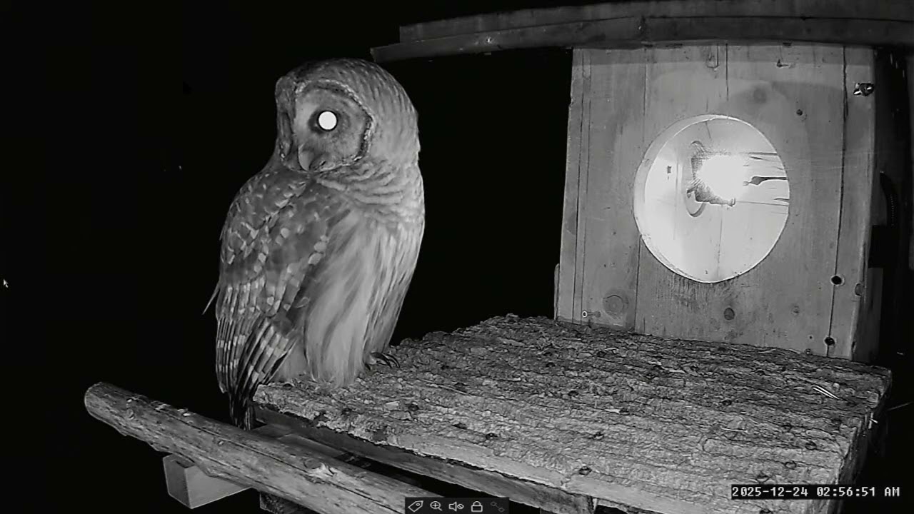 Christmas Eve Present, Mama Owl   Leesville Owls 2   2025 12 24