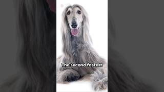 'Speed Demons: Meet the Top 5 Fastest Dogs in the World'#shorts #top5 #dog