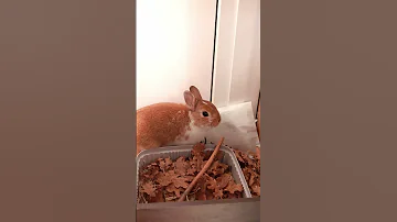 Чем любит заниматься домашний кролик?