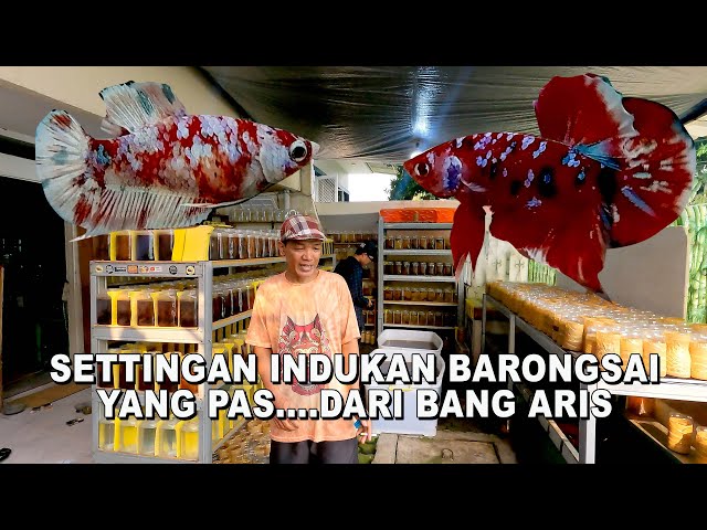 REVIEW SEPASANG BARONGSAI BANG ARIS class=
