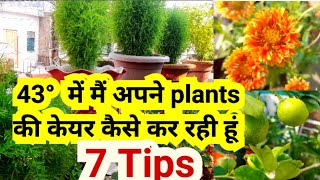 How to Save And Care Flower Plants in Summer Terrace Garden/ Indoor Plants Care in Summer