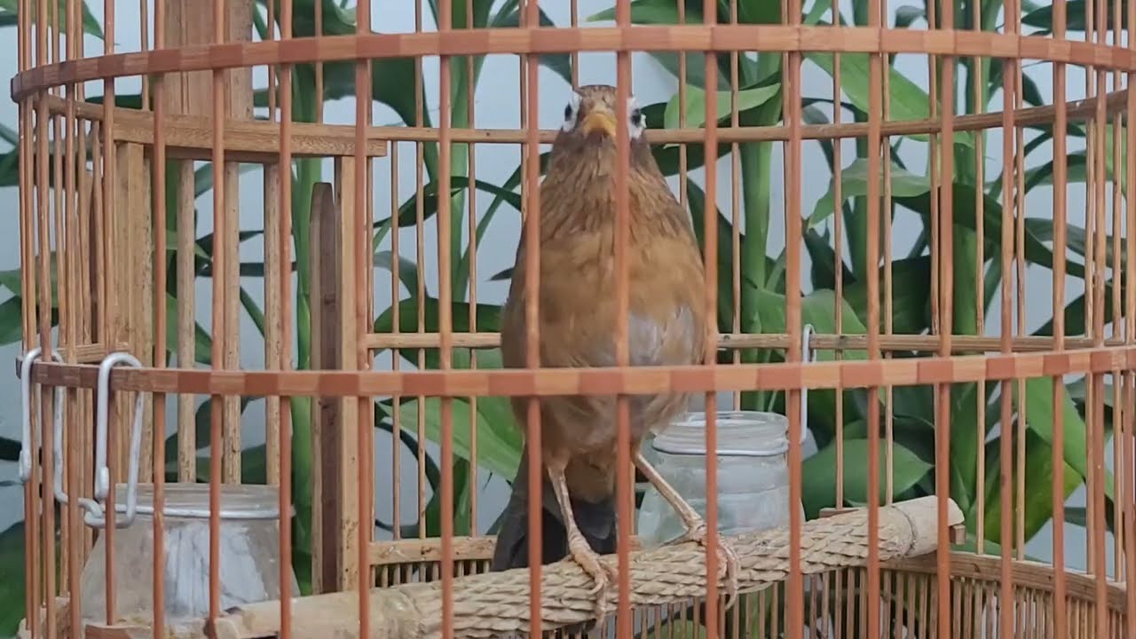 Họa mi hót sáng kích mộc- Luyện giọng hay ép bỏi sổ giọng căng lửa- Họa Mi hót đấu