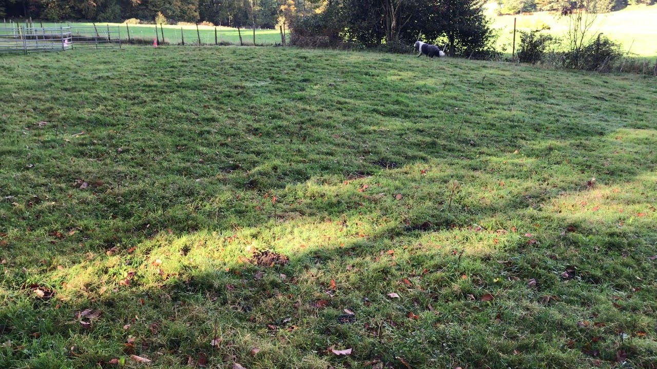 herding training with bearded collie Einstein 14/october 2017
